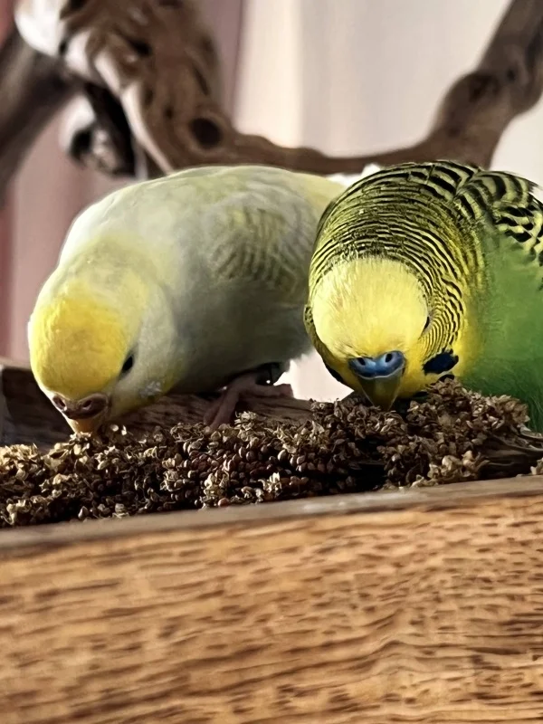 Wellensittich-Bild: Unser Traumpaar! Sie sind immer und überall zu zweit unterwegs.