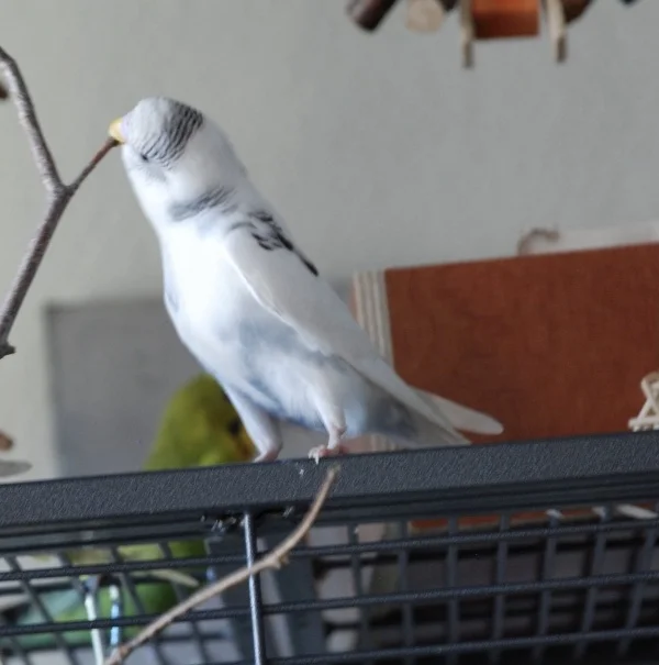 Wellensittich-Bild: Auch Yuki hängt sich gierig an die feinen Haselnussknospen.