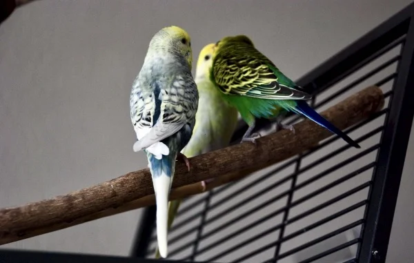 Wellensittich-Bild: Clyde sitzt immer dabei und schaut zu, wie die zwei zusammen turteln und manchmal lässt ihn Rocky sogar auch mal mit Bonnie zu schnäbeln. 