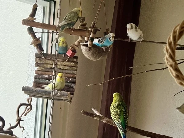 Wellensittich-Bild: Alle sitzen friedlich zusammen und geniessen die Mittagsruhe!