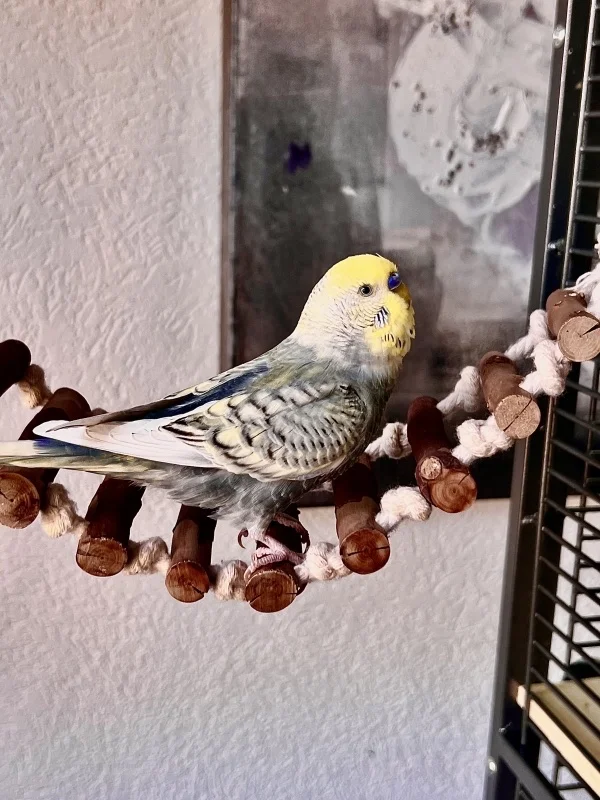 Wellensittich-Bild: Oh so toll, hat uns die Felo wieder eine Brücke gebaut.