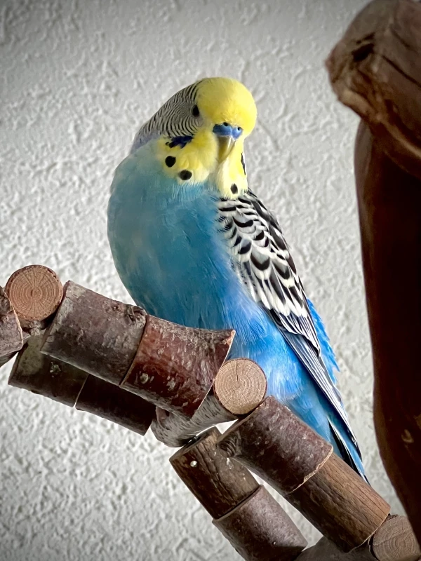 Wellensittich-Bild: Das ist unser süßer kleiner Mann mit dem Namen Mogli.