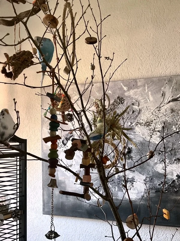 Wellensittich-Bild: Sie lieben diesen Baum und beschäftigen sich den ganzen Tag mit turnen und knabbern.