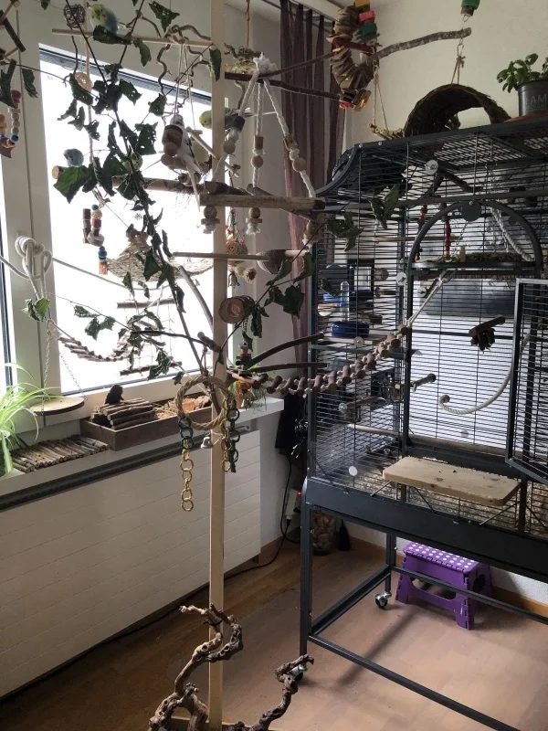 Wellensittich-Bild: Dieser Vogelbaum ist eine richtige Bereicherung für meine Flugpiloten - Sie lieben ihn und man kann ihn ohne viel Aufwand schnell mal wieder verändern.