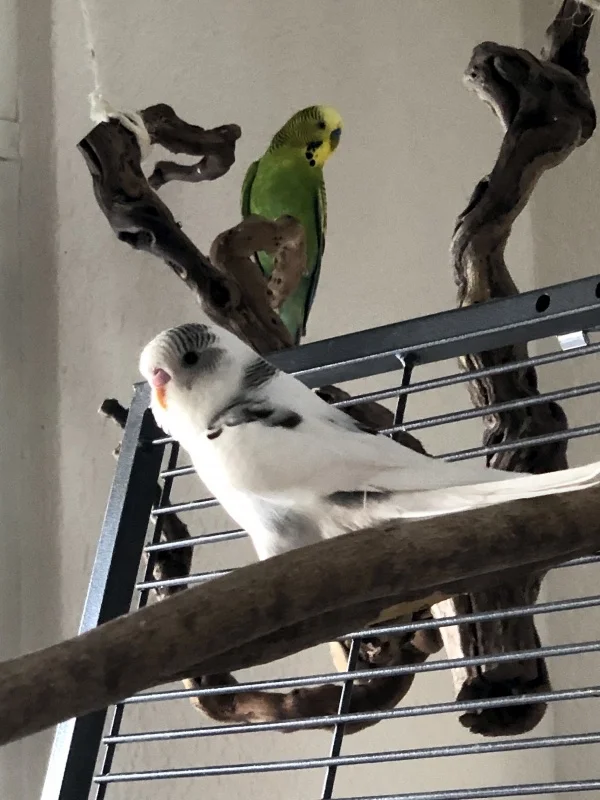 Wellensittich-Bild: Am ersten Tag musste Yuki sich noch mit sich alleine beschäftigen