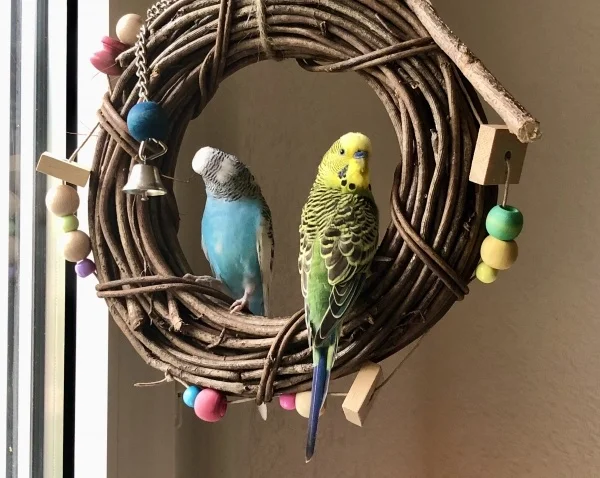 Wellensittich-Bild: Manchmal wenn Charly gut drauf, ist aber nur dann, darf auch Rocky neben ihr auf Ihrem Lieblingsplatz sitzen.