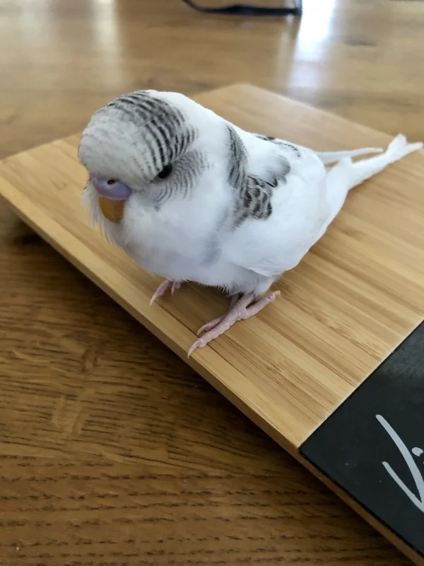 Wellensittich-Bild: Klein Yuki musste mal auf die Waage. Sie macht das prima.