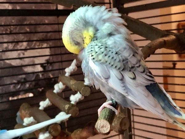Wellensittich-Bild: Auch der Kleine Clyde möchte der Schönste sein und putzt sein gefieder gründlich.