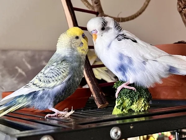 Wellensittich-Bild: Typisch Yuki sitz immer auf das Gemüse und Clyde himmelt ihn an.
