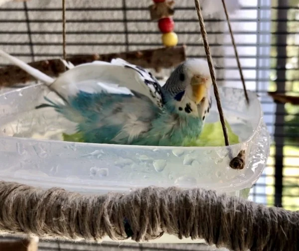 Wellensittich-Bild: Es ist herrlich zuzusehen wie genussvoll Charly das Bad geniesst!