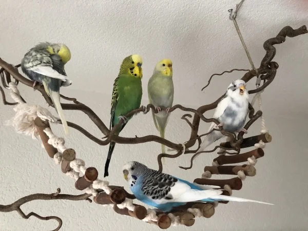 Wellensittich-Bild: Alle auf einen Streich. Sie müssen warten, währendem ihr Käfig gereinigt wird.