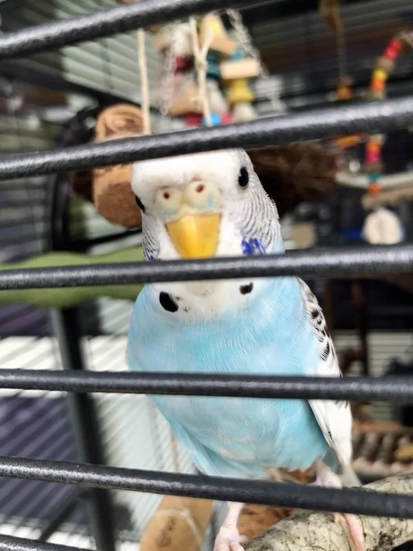 Wellensittich-Bild: Charly ist ein sehr neugieriger Wellensittich