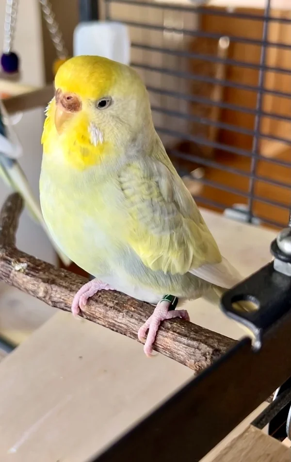 Wellensittich-Bild: Bonnie darf ich ab und zu mal kraulen aber lieber hat sie es wenn ich sie nicht anfasse, dafür aber liebt sie es, wenn man mit ihr spricht, dann kommt sie ganz nahe und hört ruhig zu.