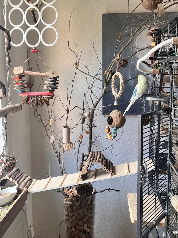 Wellensittich-Bild: Regelmässig wird der Vogelspielplatz wieder umgestellt, damit es meinen Flugpiloten nicht langweilig wird.