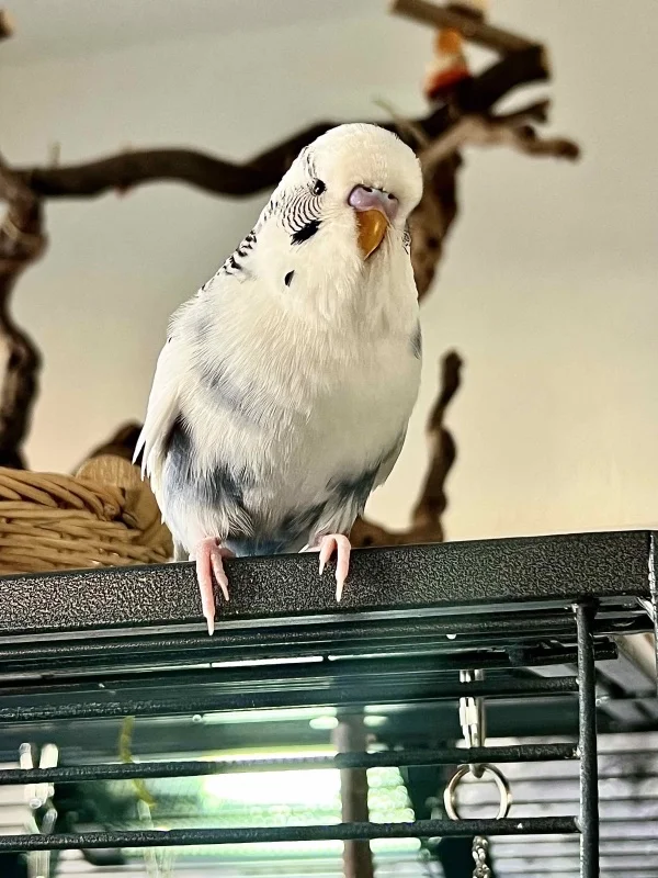 Wellensittich-Bild: Hallo Yuki..was beobachtest du denn so genau?
