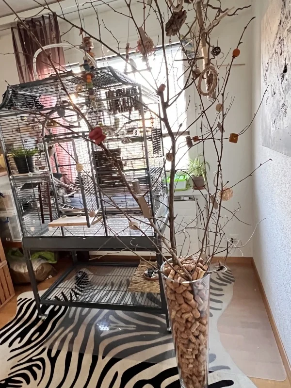 Wellensittich-Bild: Anstelle eines klassischen Osterbaumes, dachte ich mir, ich bastle einen Osterbaum für meine Flauschis. Da haben wir alle etwas davon. Sie lieben diesen Baum und ich habe Spass Ihnen zu zuschauen, wie sie an den Zweigen umher turnen.