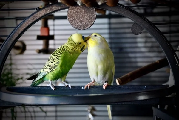 Wellensittich-Bild: Rocky tut alles um seine Bonnie glücklich zu machen.