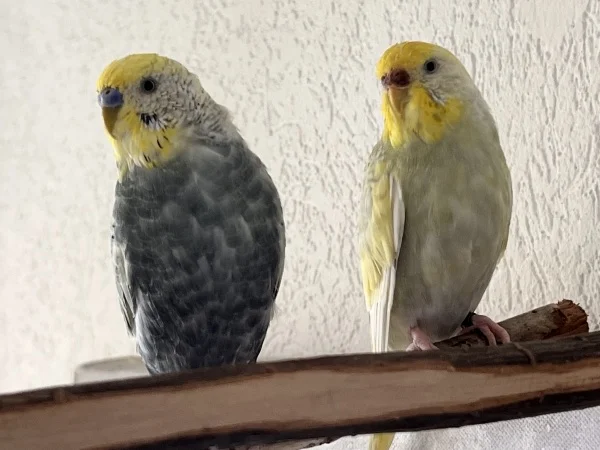 Wellensittich-Bild: Was guckt ihr denn so? 