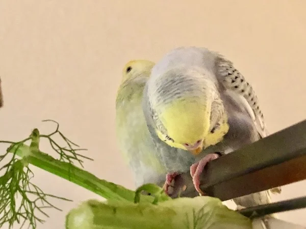 Wellensittich-Bild: Mmh.. ob man dass fressen kann?