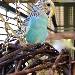 Charly und sein Weidenball