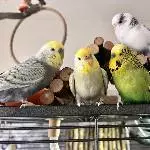 friedliche Truppe