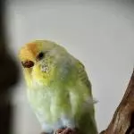 Hallo ich bin die Bonnie
