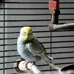 Federflauschi Clyde
