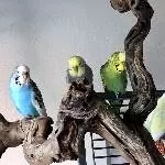Welli-Family komplett