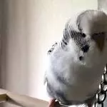 Zufriedener Yuki