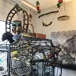 Budgieshouse