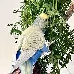Möhrenkraut