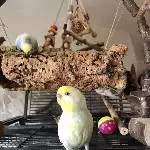 Bonnie die Ruhe im Vogel