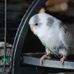 Yuki nach einem ausgiebigen Bad