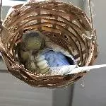 Lucy wird vermisst