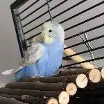 Mein kleine Lussy