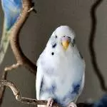 Tollpatsch Yuki