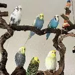 Budgiefamily
