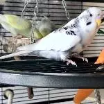 Diese orangen Dinger lieben sie einfach