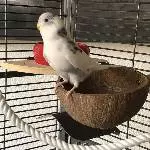Ungeduldiger Yuki