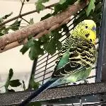 Farbenfrohes Bild mit Rocky