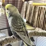Unser Clyde