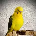 Leo unser kleiner Blackwing