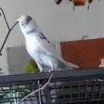 Frische Äste