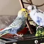 Sitzbroccoli