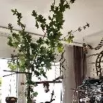 Vogelbaum mit Feldahornzweig
