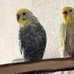 Clyde und Bonnie