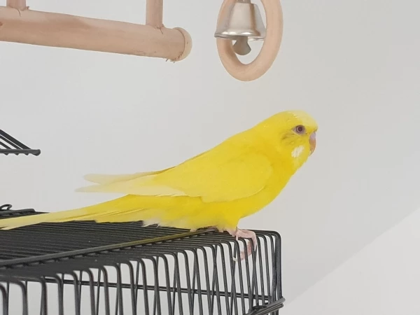 Wellensittich-Bild: Meine kleine Zicke