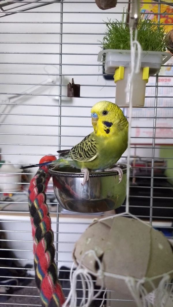 Wellensittich-Bild: Kiwi sitzt auf der Wasserschale, aber will nicht baden.