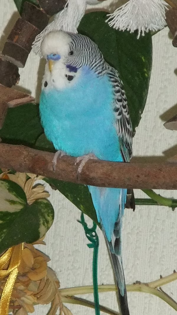 Bubi