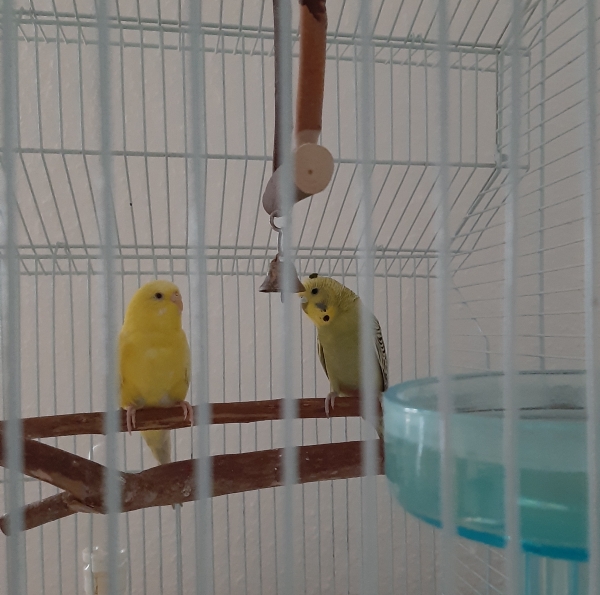 PHPSESSID
